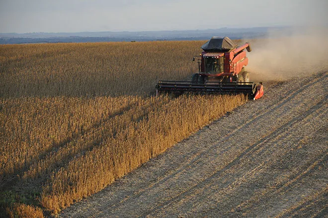 Agronegócio em meio à pandemia - plantação----ILOS-Insights